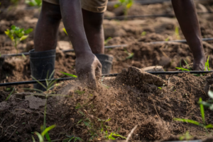 Close-up of a farmer's hands working the soil, symbolizing sustainable agriculture.